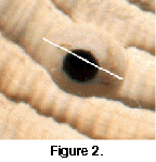 fig02a