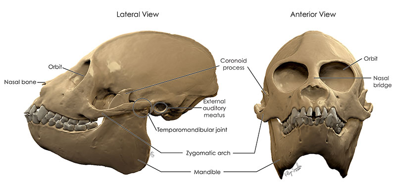 figure6