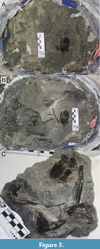 s figure3