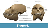 s figure6