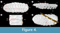 sfig4