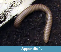 s appendix-1