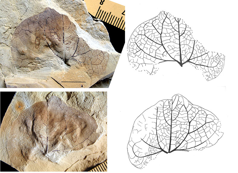 figure4