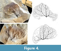 s figure4