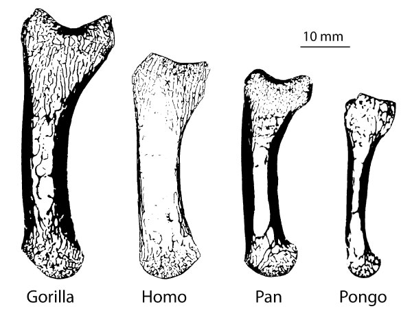 fig1