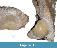 s figure1