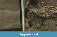 s appendix 4