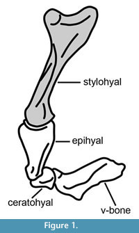 s figure 1