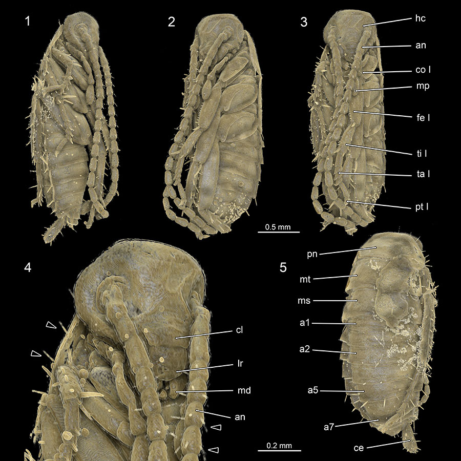 figure5