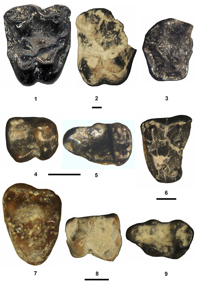 BLOG: Earliest Uintan Mammals