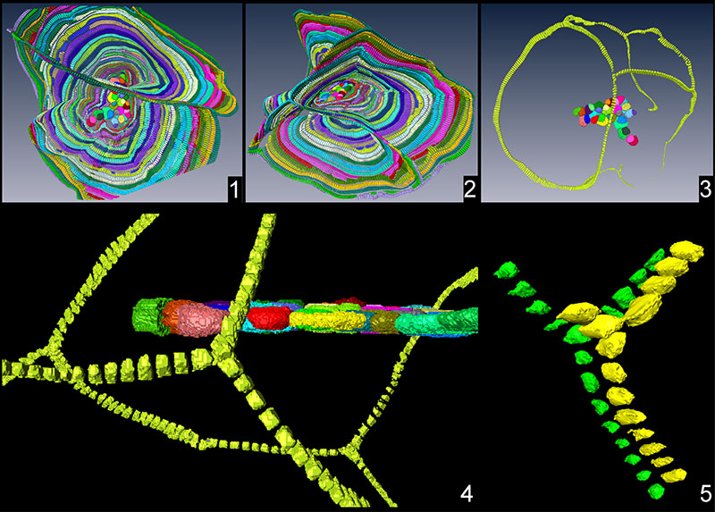 figure5