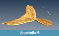 s appendix 9
