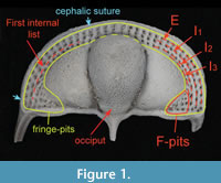 s figure1