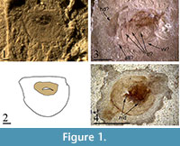 s figure1