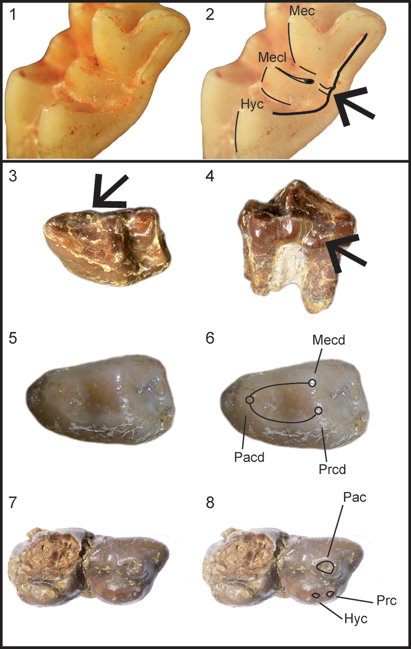 figure4