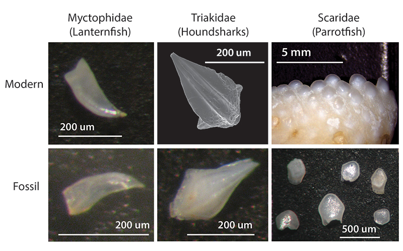 figure4