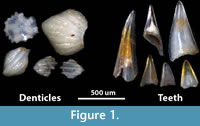 s figure1