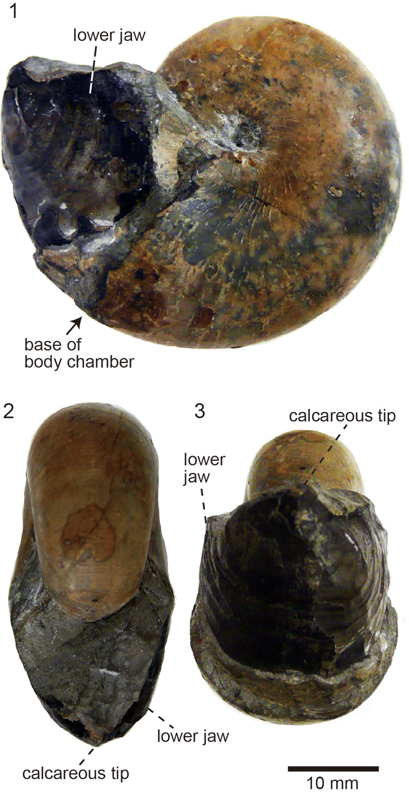 Analysis of ammonoid jaws: Figures