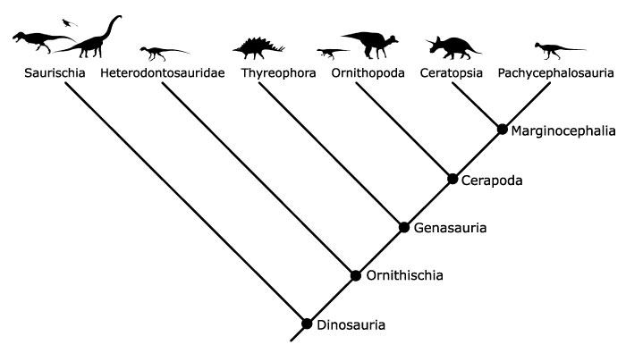 Dinosaur Phylogenetic Tree