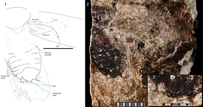 figure4