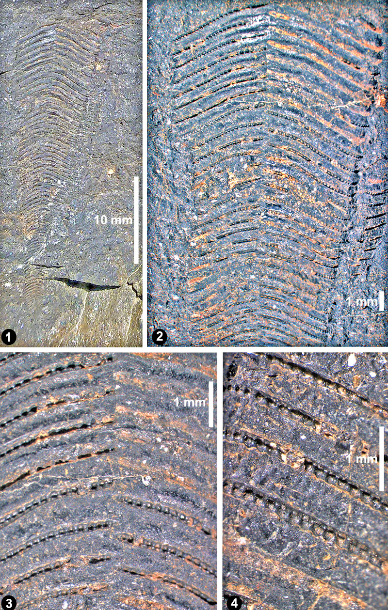 figure4