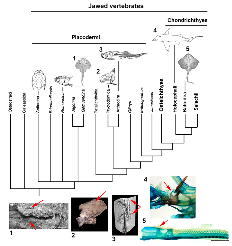 figure5