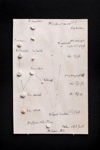 Phylogenetic Tree