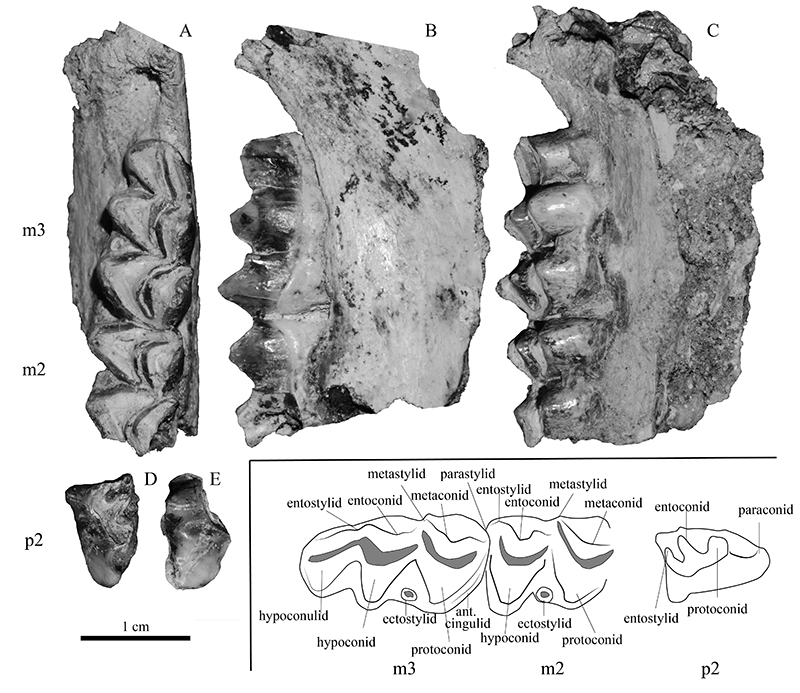 figure4