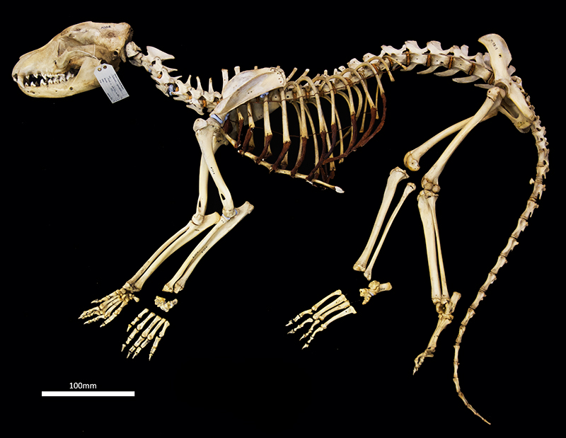 Unlocking the secrets of the thylacine