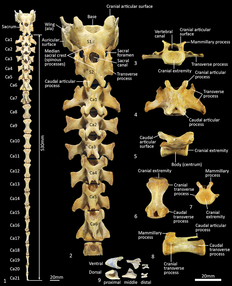 figure17