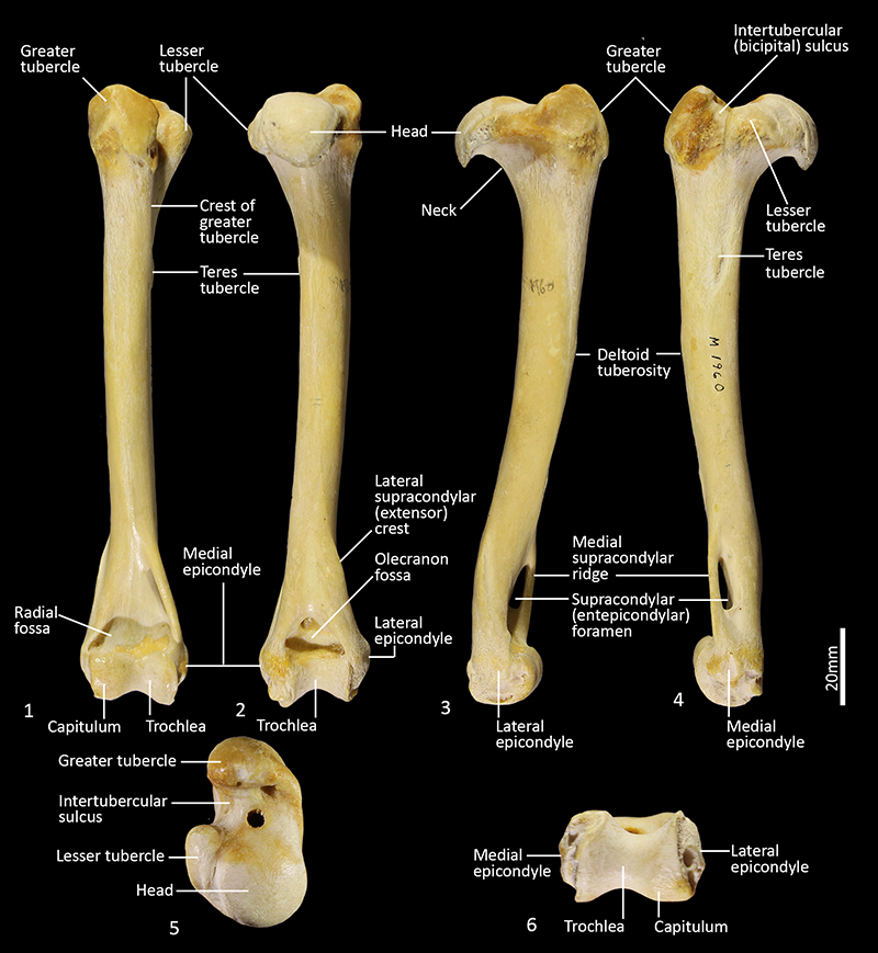 humerus posterior view