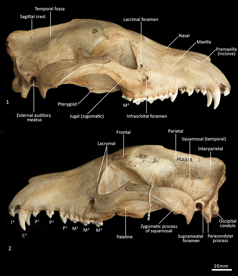 figure4