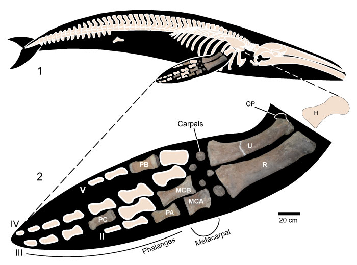 figure2a