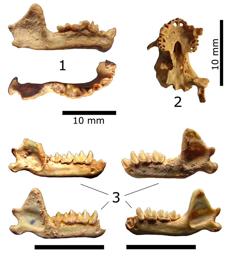 Late Holocene Fauna from Cuba: Figures