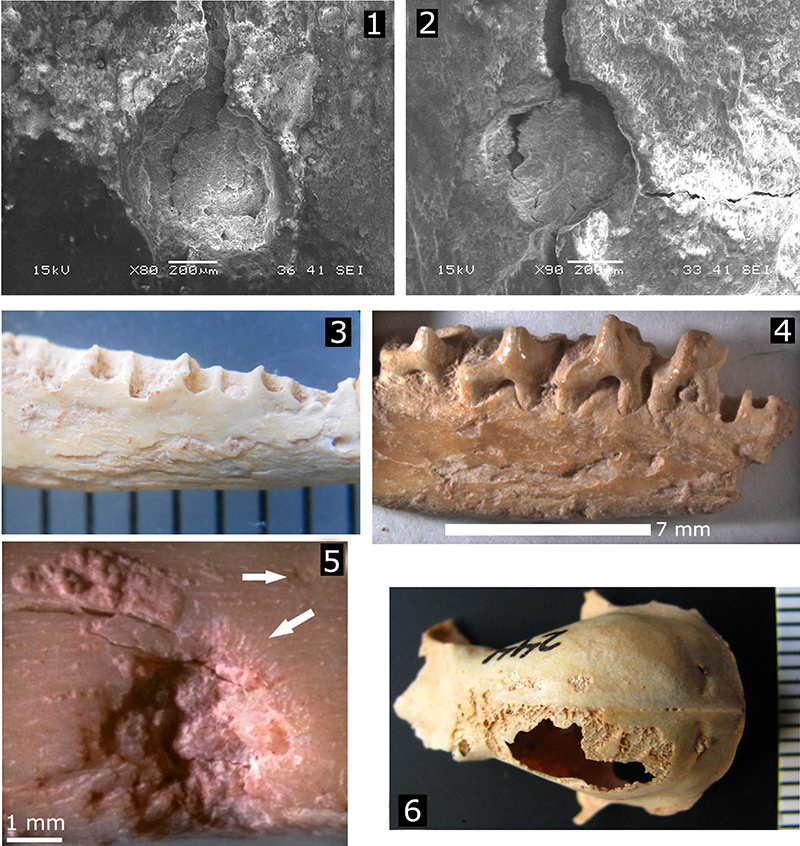 figure12