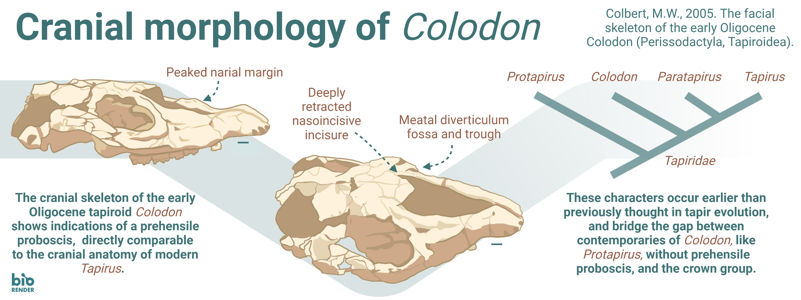 green Cranial anatomy of Colodon