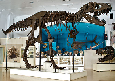 A T. Rex Sold for $31.8 Million, and Paleontologists Are Worried, Science